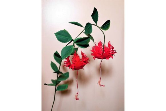 Schizopetalus Hibiscus Templates: A Designer's Review